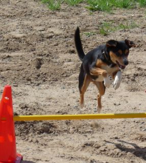 Hundeschule Groß und Klein