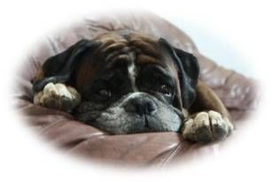 Vitale Pfoten - Hundephysiotherapie Susanne Metzger