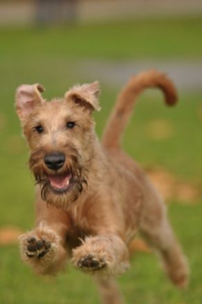 Aus dem alten Garten