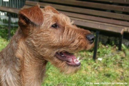 Aus dem alten Garten