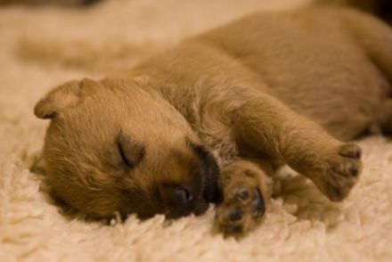 Aus dem alten Garten