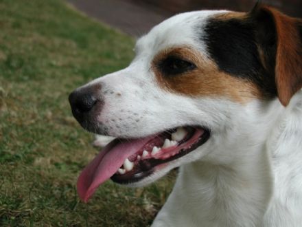 Addison J. gen. Cooper