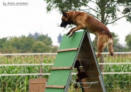 Verein für Gebrauchshunde Korbach e. V. , Am Melm, 34497 Korbach