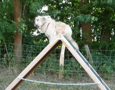 Verein für Gebrauchshunde Korbach e. V. , Am Melm, 34497 Korbach