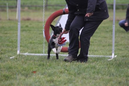 Hundeschule Klementschitz