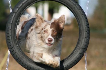 Hundeschule Klementschitz