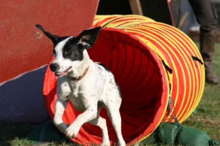 Hundeschule Klementschitz