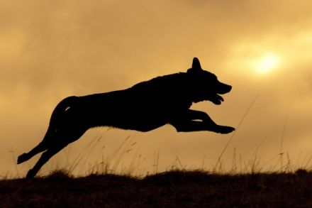 Dogtours-mit-Annette