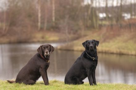 Dogtours-mit-Annette