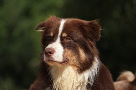 "Miro" GlennCove´s Canadian Red Spell RS-O JS-E GS-N