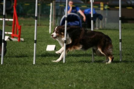 "Miro" GlennCove´s Canadian Red Spell RS-O JS-E GS-N