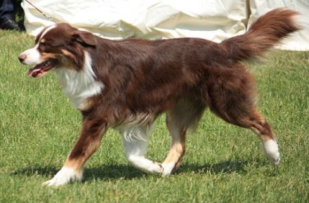 "Miro" GlennCove´s Canadian Red Spell RS-O JS-E GS-N