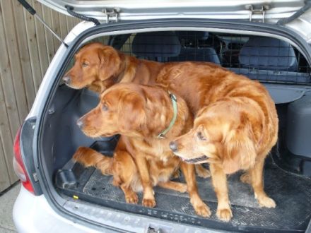 Sunshine of the Cranberrylake