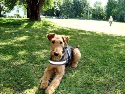 Wohlstandsköter, mobiles Training für Mensch und H