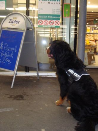 Wohlstandsköter, mobiles Training für Mensch und H