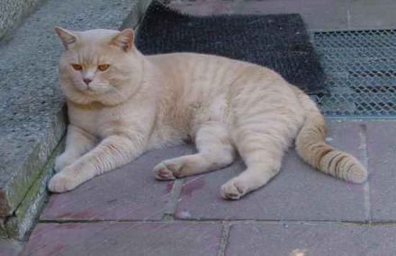 vom Baumwollschlößchen