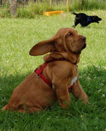 Gertrud`s Hundewelten