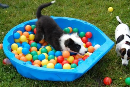 Gertrud`s Hundewelten