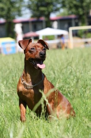 Hektor "von der Priolinde"