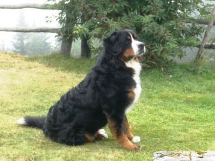 Konrad vom Gothaer Land (Bruno)