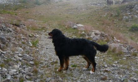 Konrad vom Gothaer Land (Bruno)