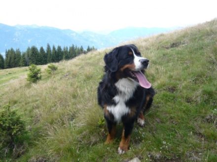 Konrad vom Gothaer Land (Bruno)