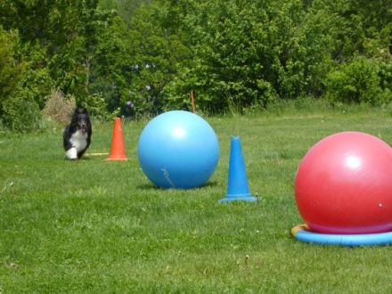 Hundesport SG Schönfeld e.V.