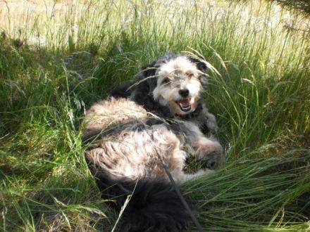 Hundepfade - Britta Putfarcken