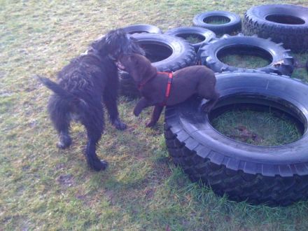 Hundepfade - Britta Putfarcken