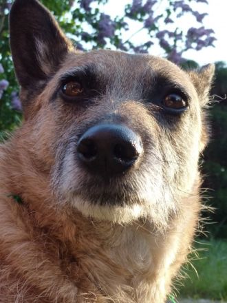 Hundepfade - Britta Putfarcken