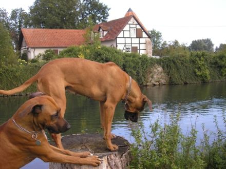 Rhodesian Ridgeback von der Hedermühle