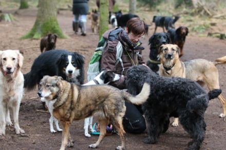 Hamburger Hundeausgehservice