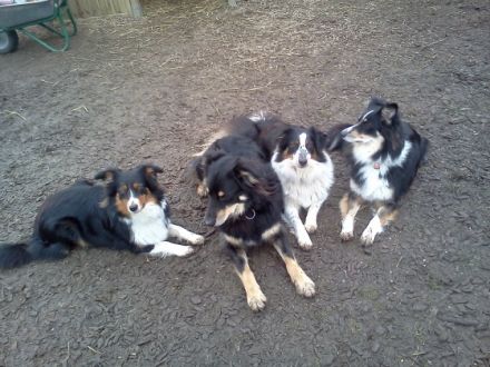 "Unikum", die etwas andere Hundeschule