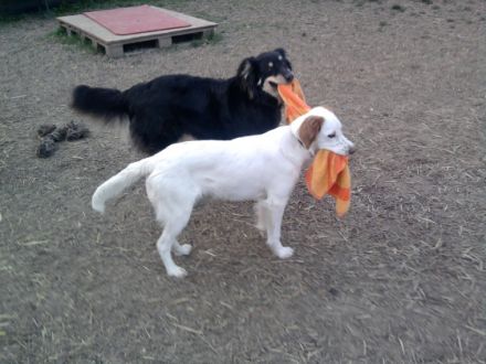 "Unikum", die etwas andere Hundeschule