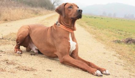 Bijongo of Matobo - Kennel