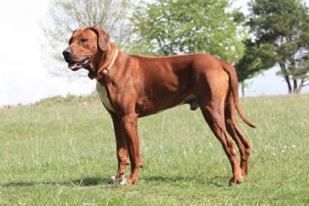 Bijongo of Matobo - Kennel