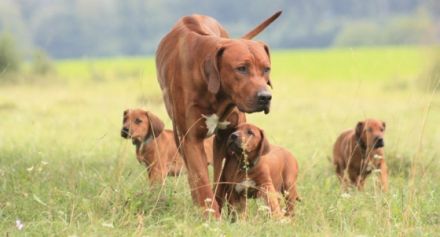 Bijongo of Matobo - Kennel