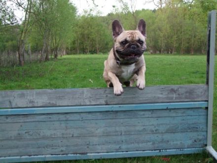 Seelenkunst-der-Hunde