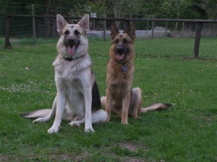 Seelenkunst-der-Hunde