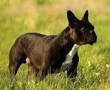 Avingnon - der Womanizer