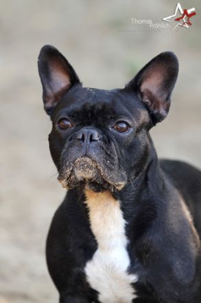 Avingnon - der Womanizer