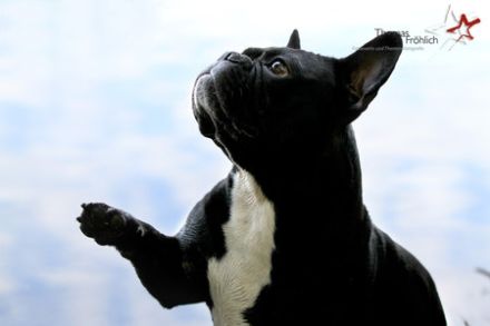 Avingnon - der Womanizer