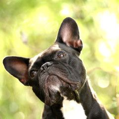 Avingnon - der Womanizer