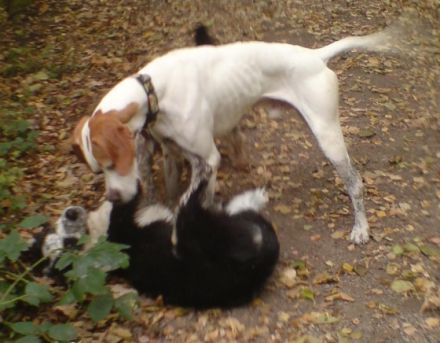 DogsRus / Verhaltenstraining / Mona Smith