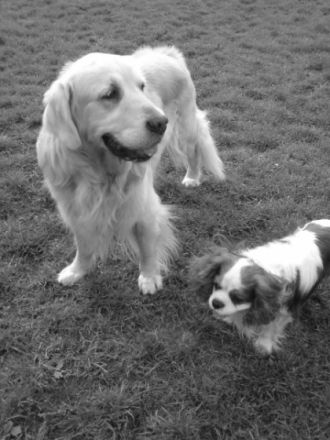 DogsRus / Verhaltenstraining / Mona Smith