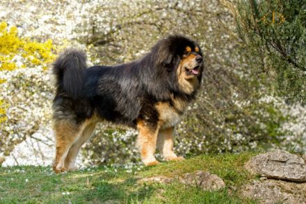 Günga Nima´s Do Khyi