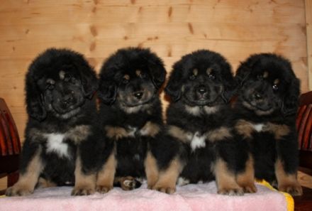 Günga Nima´s Do Khyi