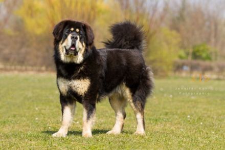 Günga Nima´s Do Khyi