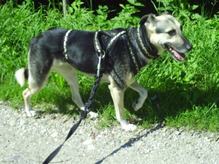 THERAPEUTISCHE HUNDESCHULE FÜR ANGSTHUNDE