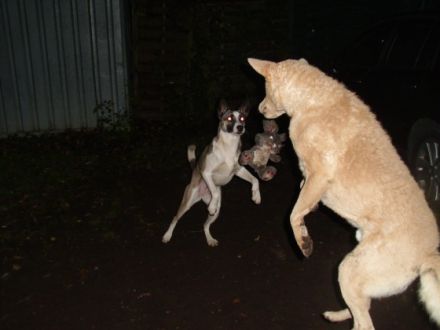 THERAPEUTISCHE HUNDESCHULE FÜR ANGSTHUNDE